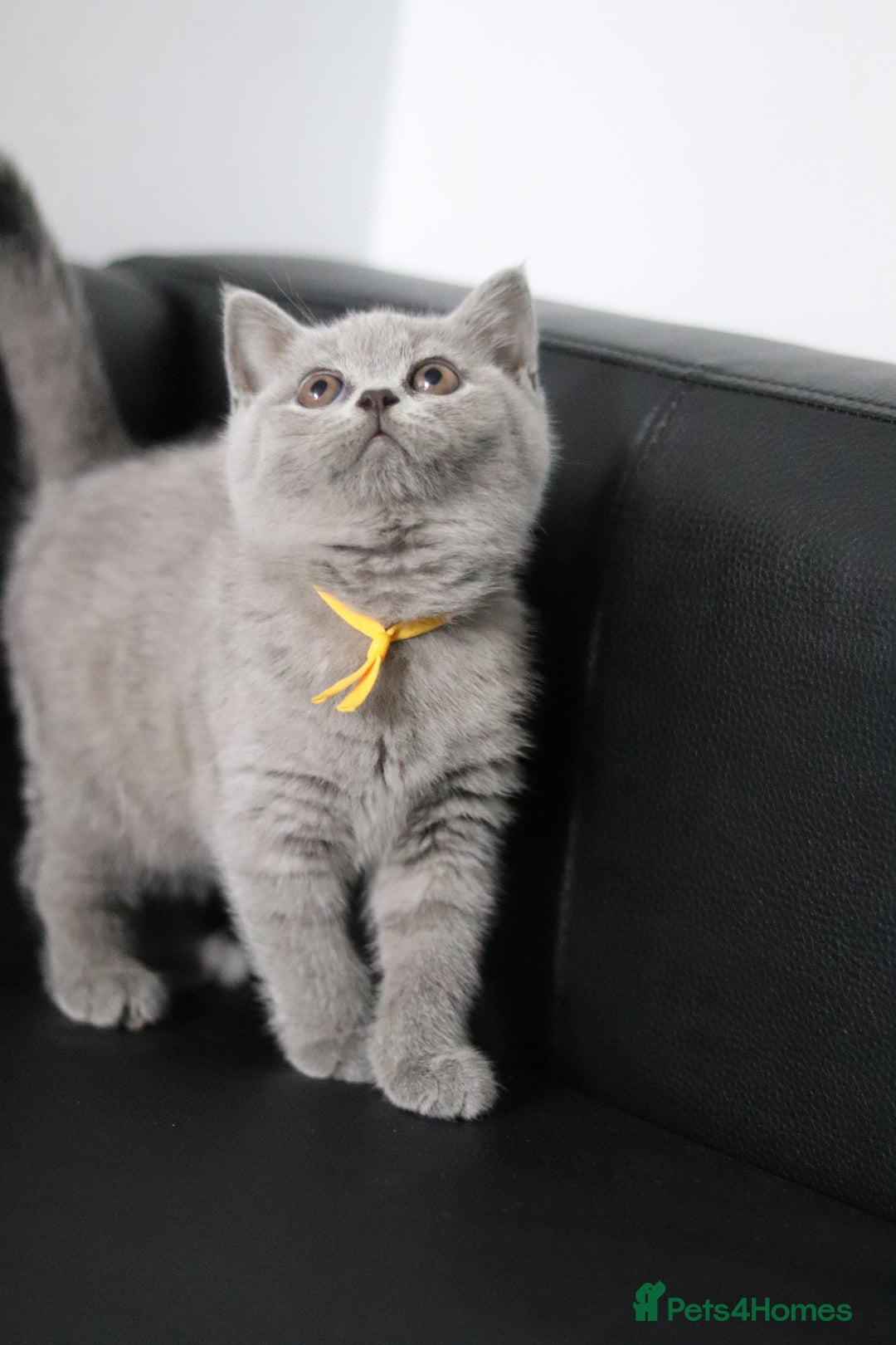 British Shorthair cats for sale: ✨️Outstanding GCCF Grand Chmp Line BSH ❤️ - Image 6