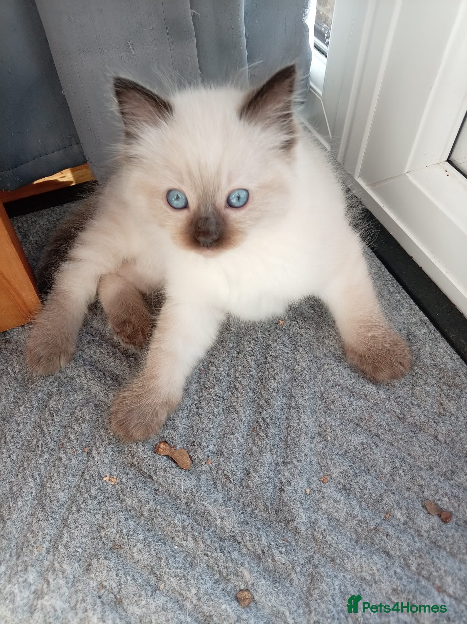 Ragdoll cats Ragdoll kittens - Advert 4