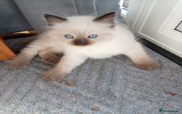 Ragdoll cats for sale: Ragdoll kittens - Advert 1