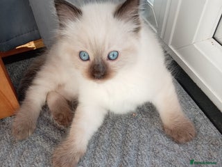 Ragdoll cats for sale: Ragdoll kittens - Advert 1