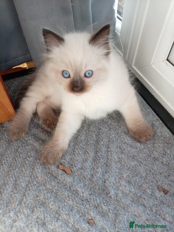 Ragdoll cats Ragdoll kittens - Advert 2