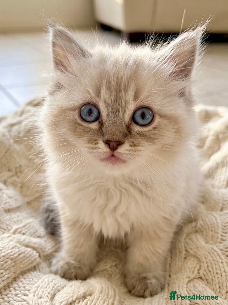 Ragdoll cats ✨ Beautiful Ragdoll Kittens – Ready to Meet You! ✨ - Advert 16