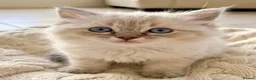 Ragdoll cats for sale: ✨ Beautiful Ragdoll Kittens – Ready Now ✨ - Advert 1