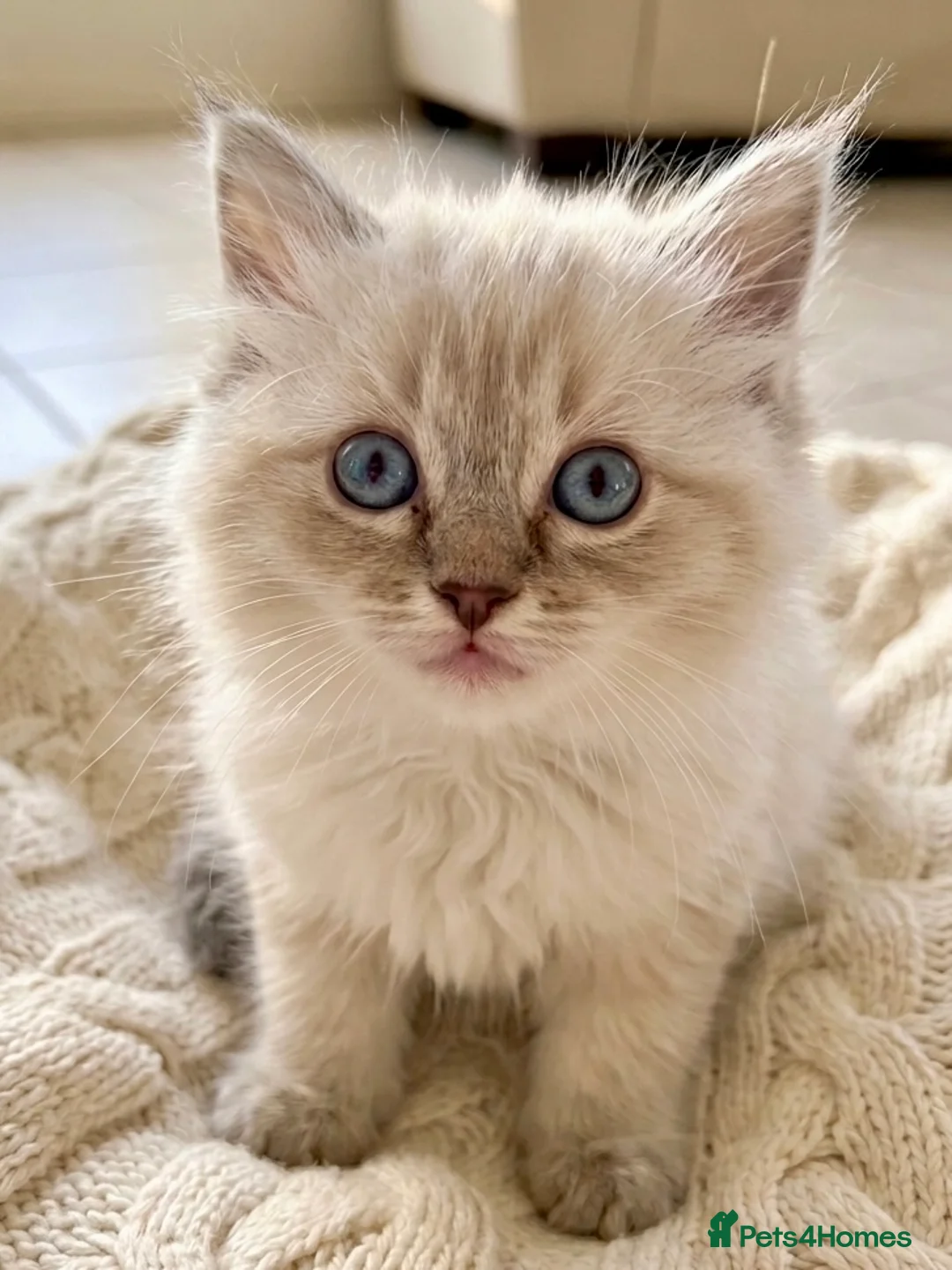 Ragdoll cats for sale: ✨ Beautiful Ragdoll Kittens – Ready Now ✨ - Advert 1