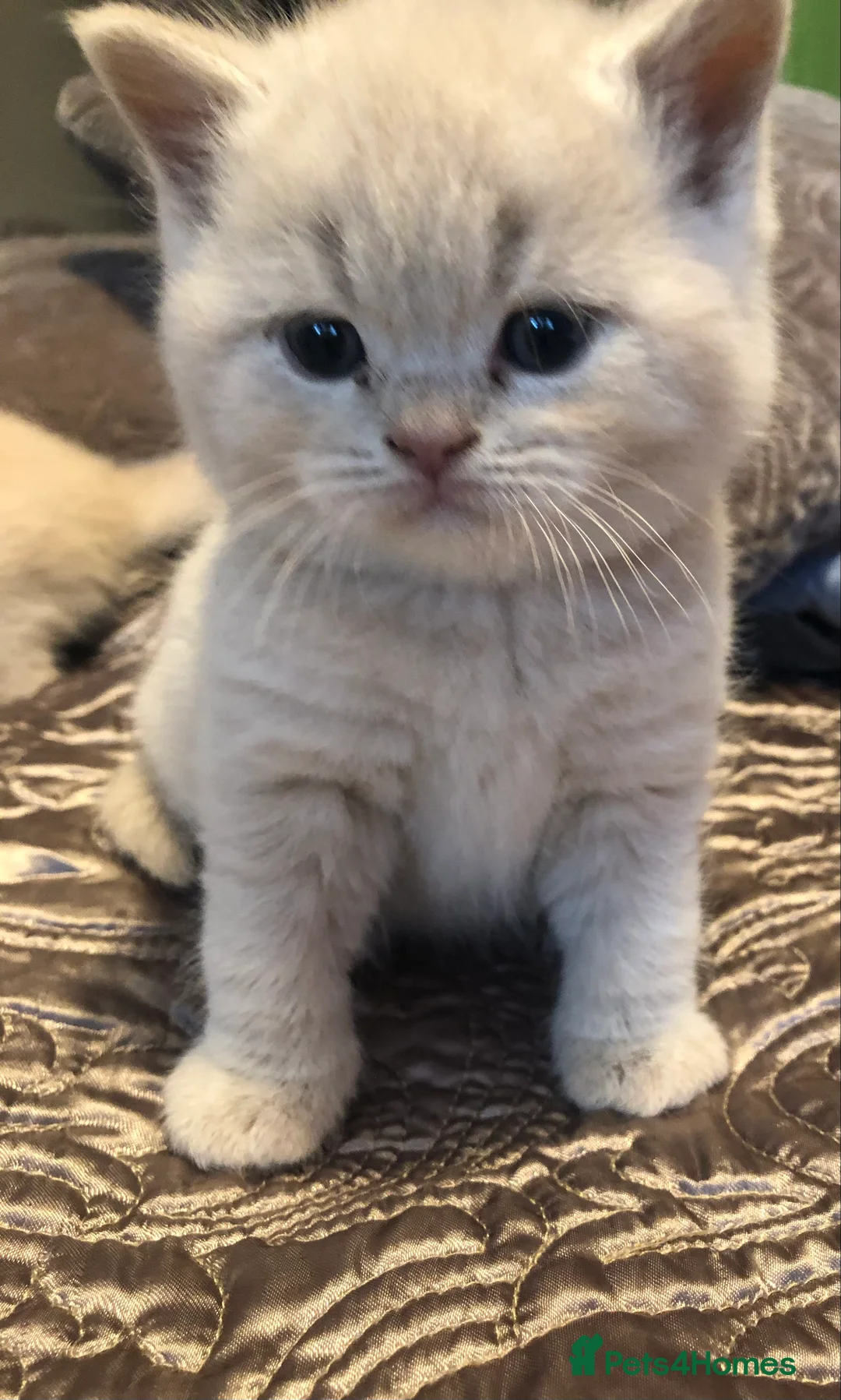 British Shorthair cats for stud: Stud only, Stunning Bsh Cream stud  in Cardiff - Advert 3