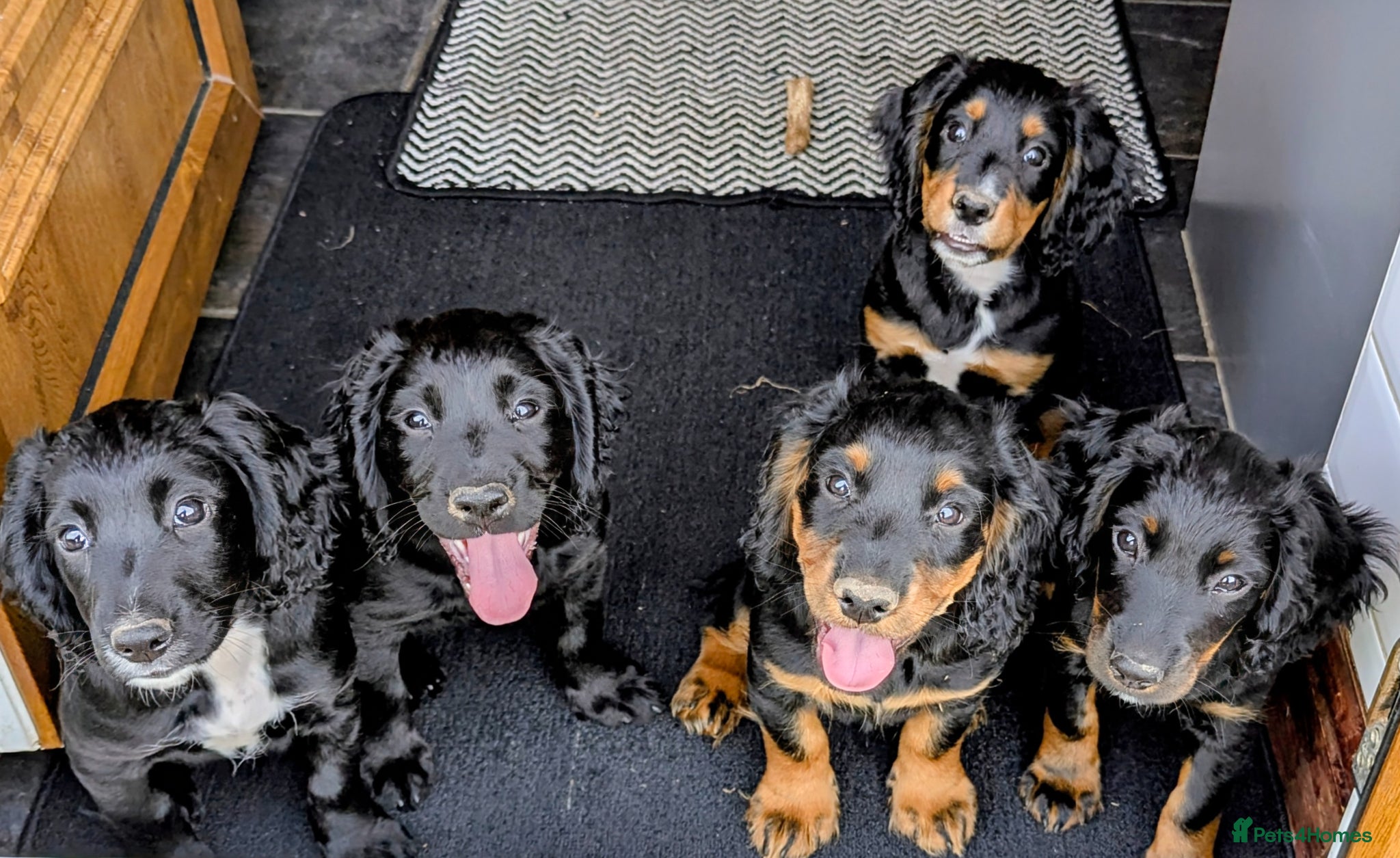 Cocker Spaniel dogs KC Registered Working Cocker Spaniels Puppies - Advert 1