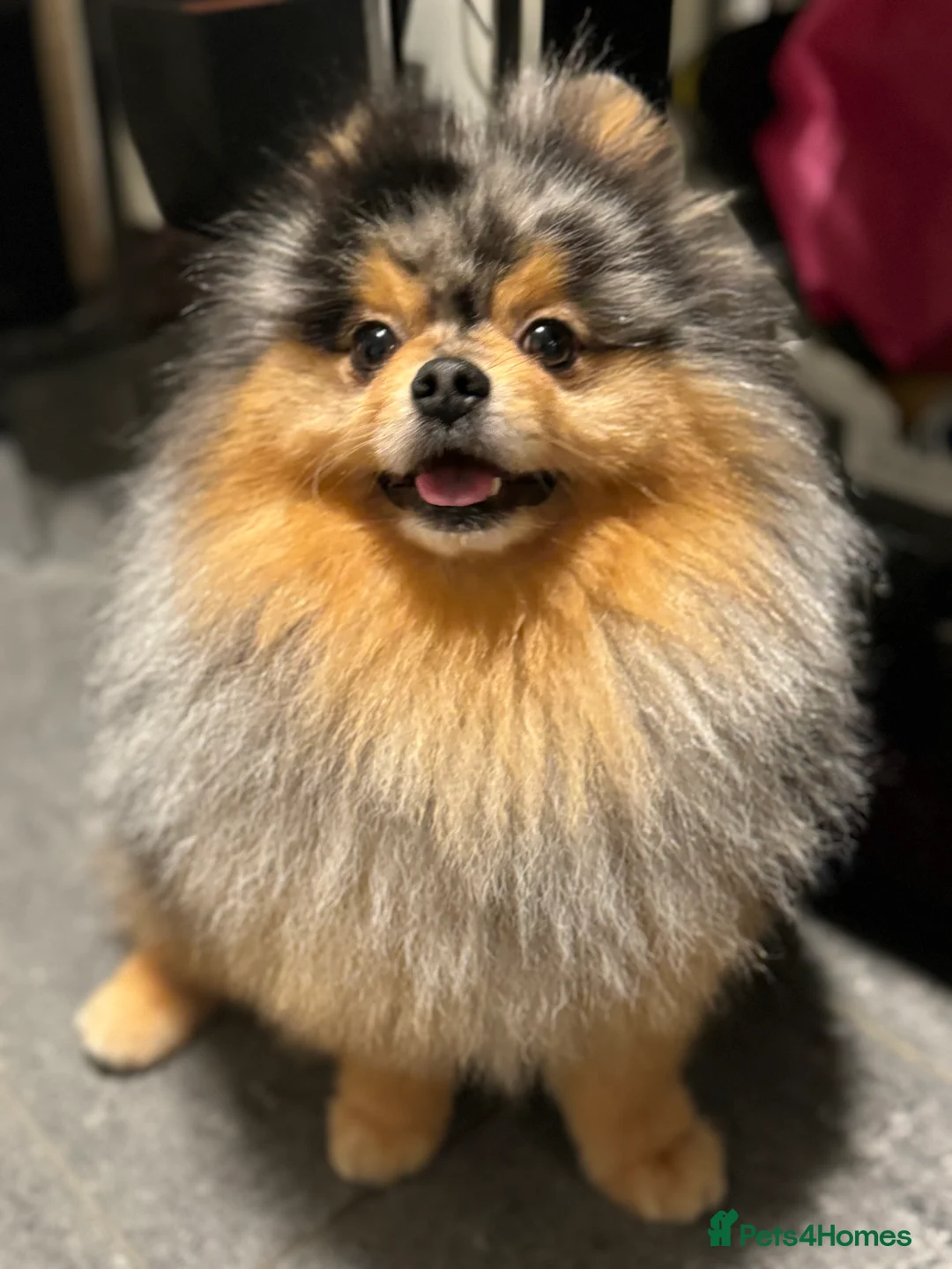 Pomeranian dogs for stud: Stunning Blue Merle Pomeranian Stud Available in Derby - Advert 2