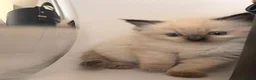 Ragdoll cats for sale: 2 adorable female sealpoint kittens - Advert 8