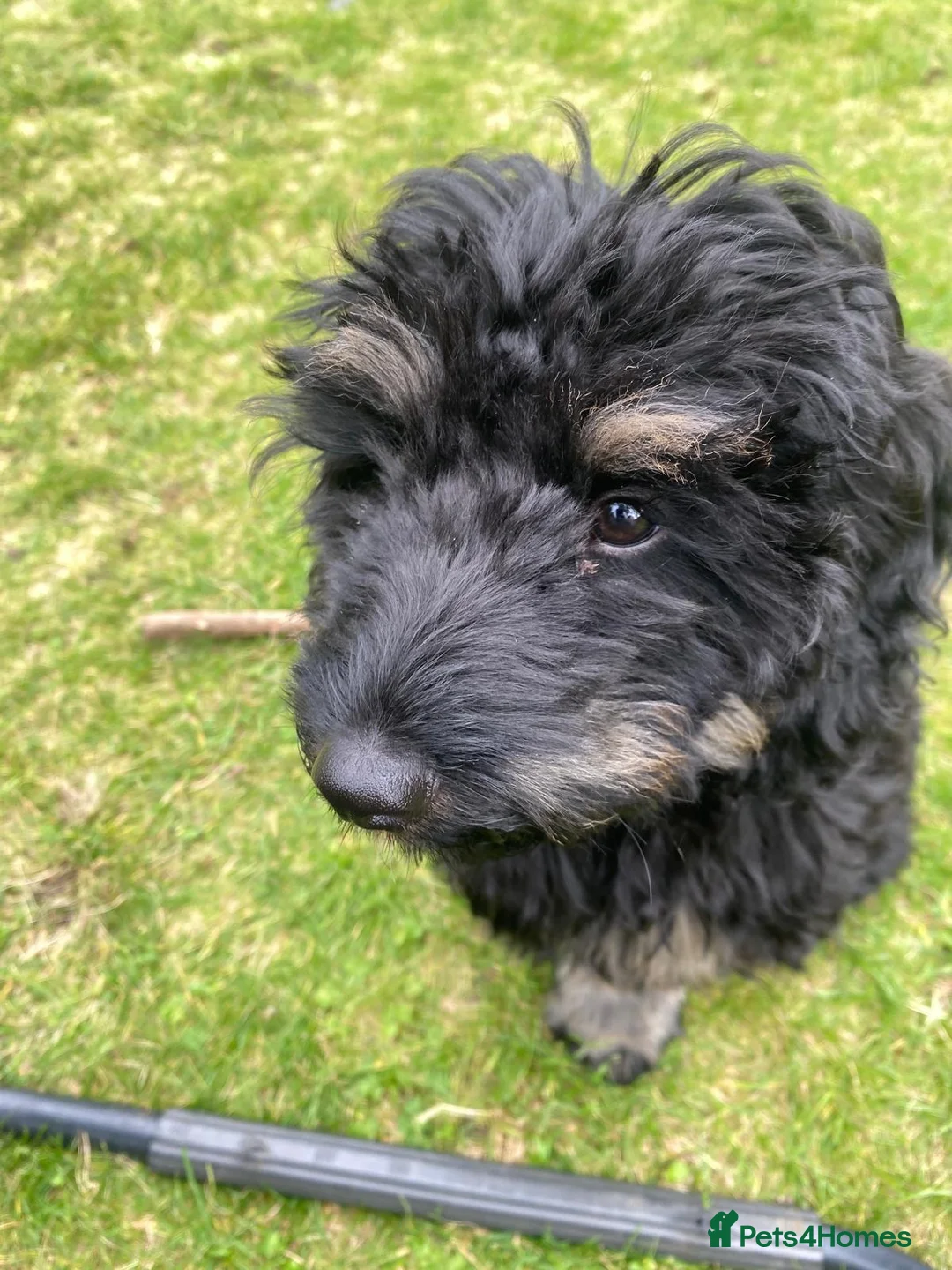 Cavapoo dogs for sale: Loving Cavapoo Seeking Devoted Forever Home in Linlithgow - Advert 2