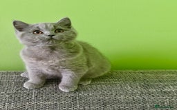 British Shorthair cats for sale: Beautiful British Shorthair kittens - Image 10