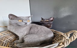 British Shorthair cats for sale: 🤎Chocolate BSH boy and girl, LONDON, READY NOW!! - Image 2