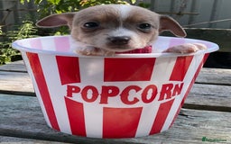 Jack Russell dogs for sale: Tiny Jack Russell’s - Image 5