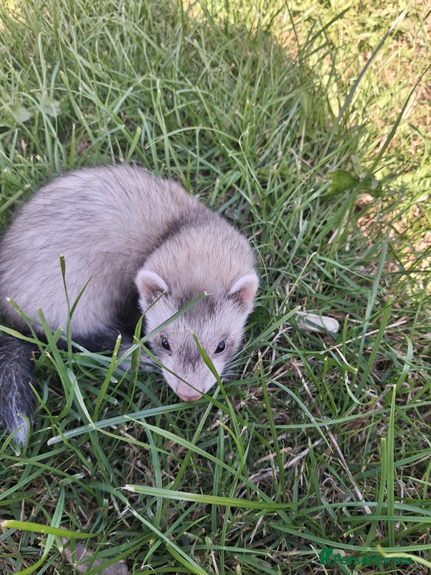 Ferret rodents Friendly ferrets for sale - Advert 16