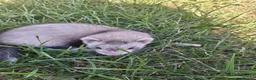 Ferret rodents for sale: Friendly ferrets for sale - Advert 1
