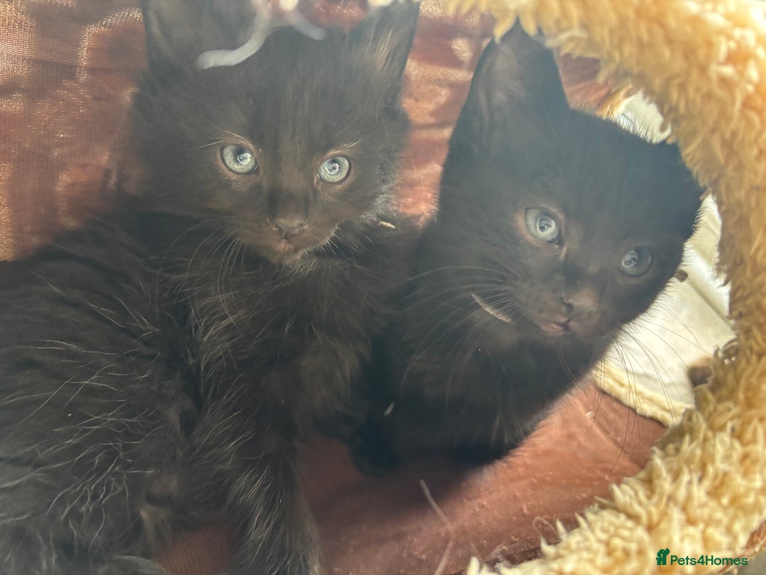 Russian Blue cats for sale: Russian Blue x Ragdoll Kittens - Image 9