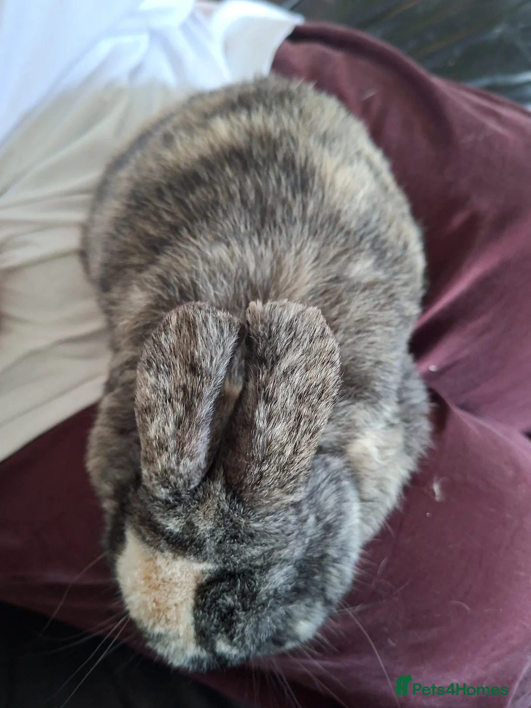 Mixed Breed rabbits for sale: Two boy rabbits  - Advert 9