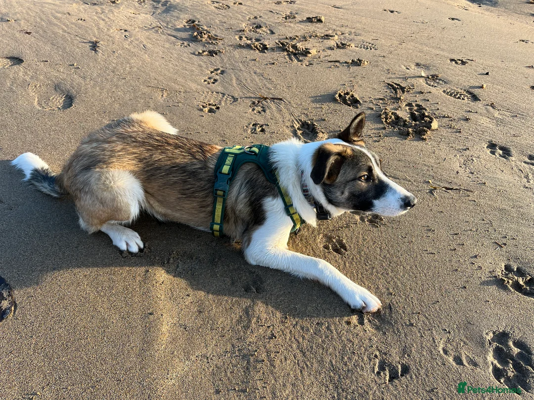 Mixed Breed dogs for sale: Border x Welsh 8 month old puppy in Plymouth - Advert 3