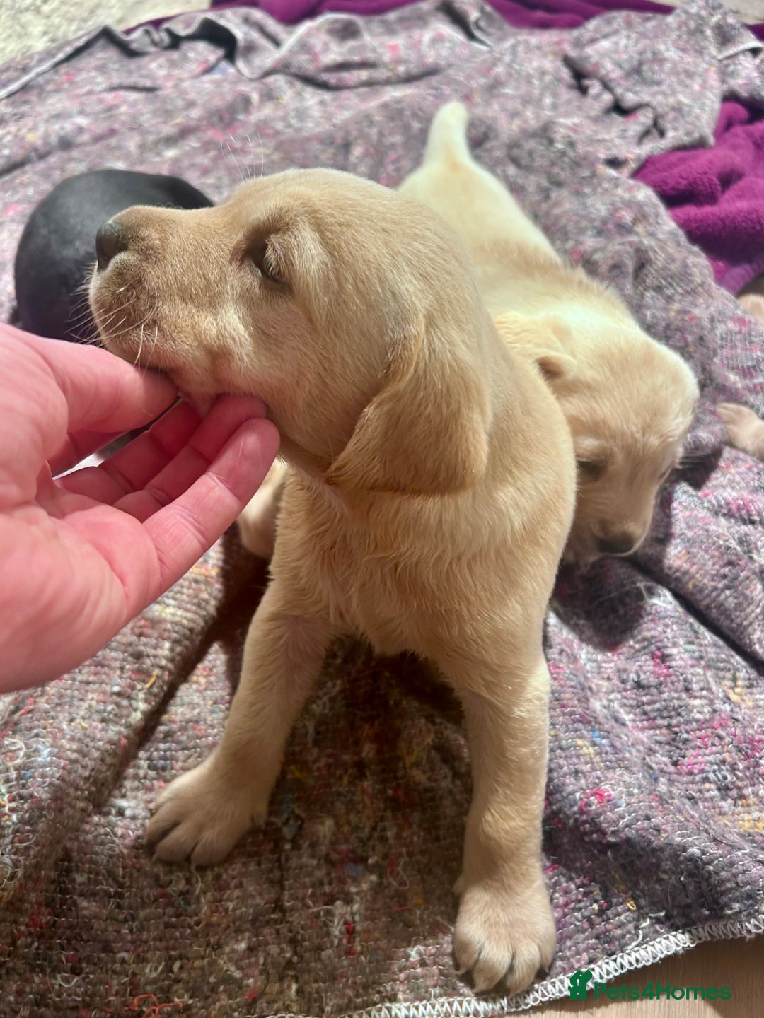 Labrador Retriever dogs for sale: Beautiful KC Reg Lab Pups - Advert 9