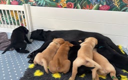 Labrador Retriever dogs for sale: Beautiful Golden and Black Labrador Puppies - Image 1