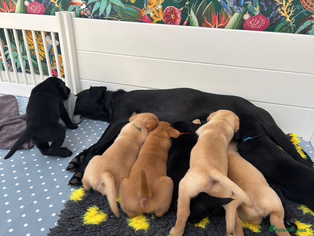 Labrador Retriever dogs for sale: Beautiful Golden and Black Labrador Puppies - Image 1