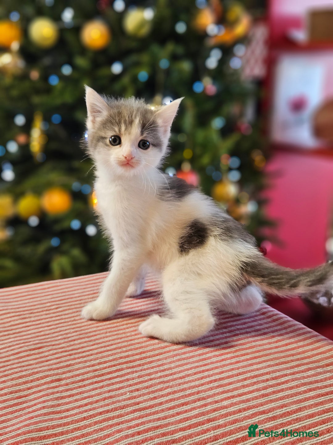 Maine Coon cats for sale: Adorable Maine Coon cross litter for sale - Advert 24