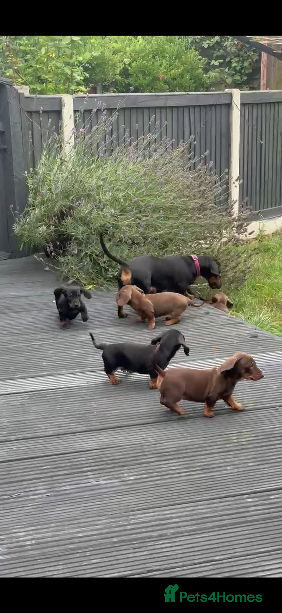Dachshund dogs for sale: Dachshunds One male and one female black/tan  in Basildon - Image 1