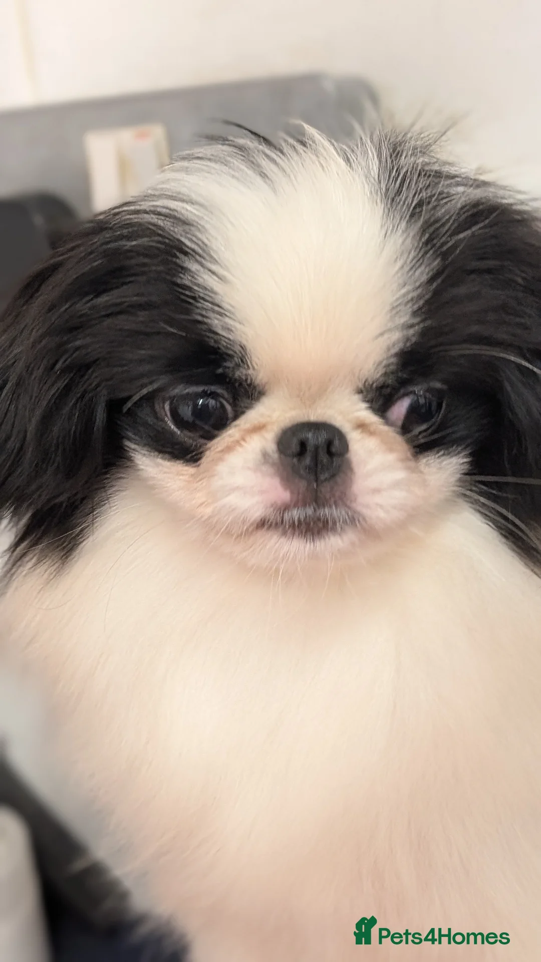Japanese Chin dogs for sale: Japanese chin puppy bitch for sale  - Advert 2