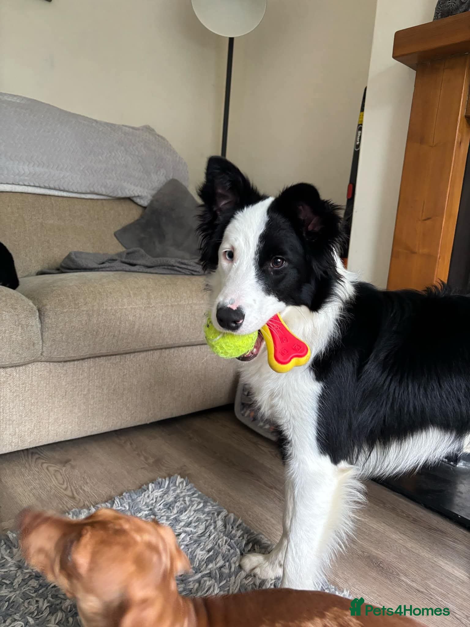 Border Collie dogs Callie needs a new home  - Advert 1