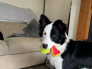 Border Collie dogs Callie needs a new home - Advert 1