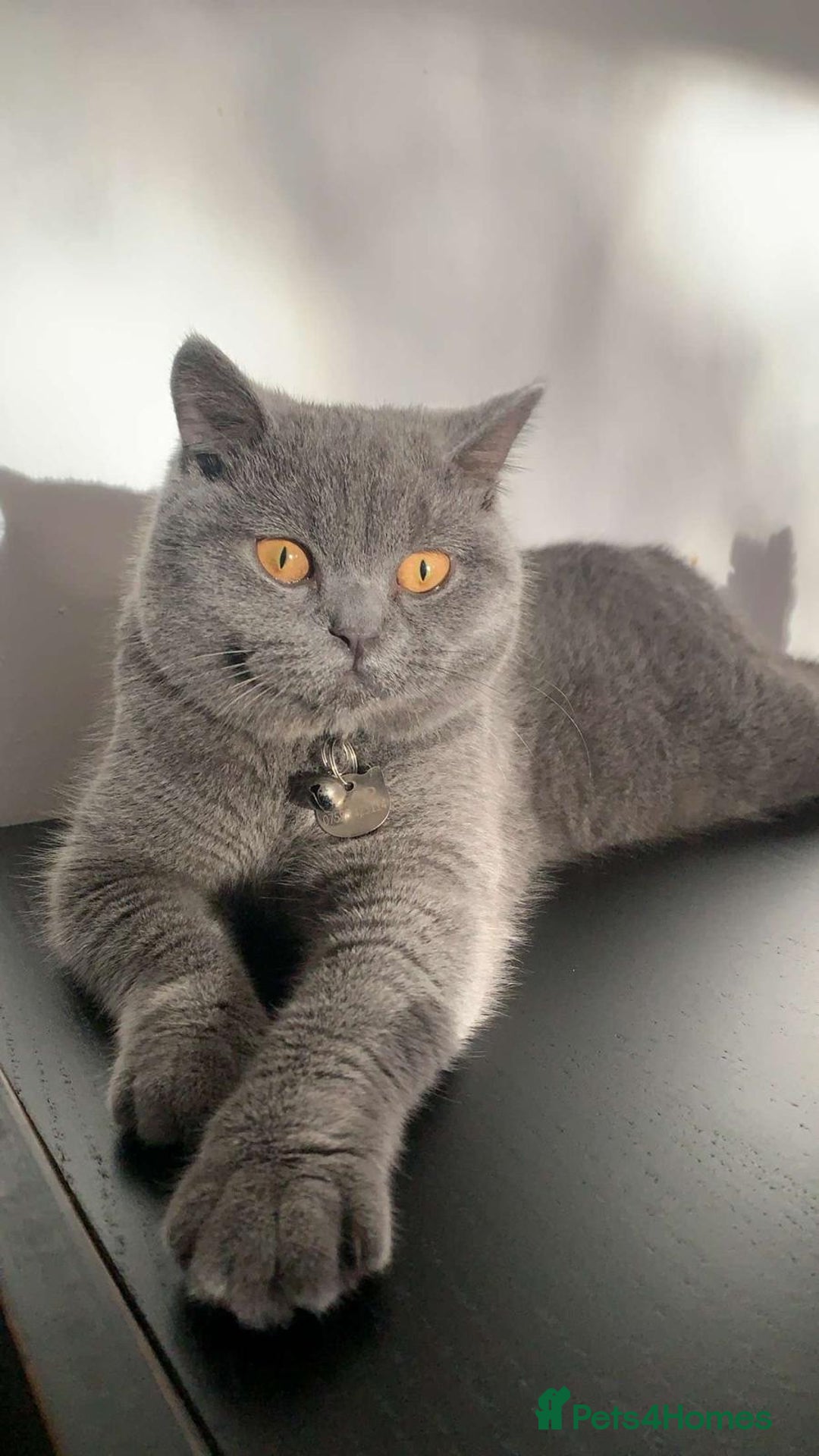 British Shorthair cats for sale: Miss  - Advert 4