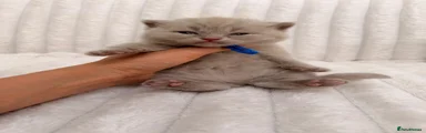 💙 Bo - Fawn British Shorthair