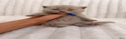 British Shorthair cats for sale:     British Shorthair Kittens Loving Pet Homes - Advert 9