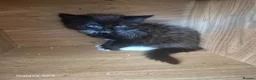 Mixed Breed cats for sale: Kittens ready to leave now - Advert 5