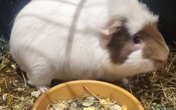 Guinea Pig rodents for sale: 3x guinea pigs - Image 4
