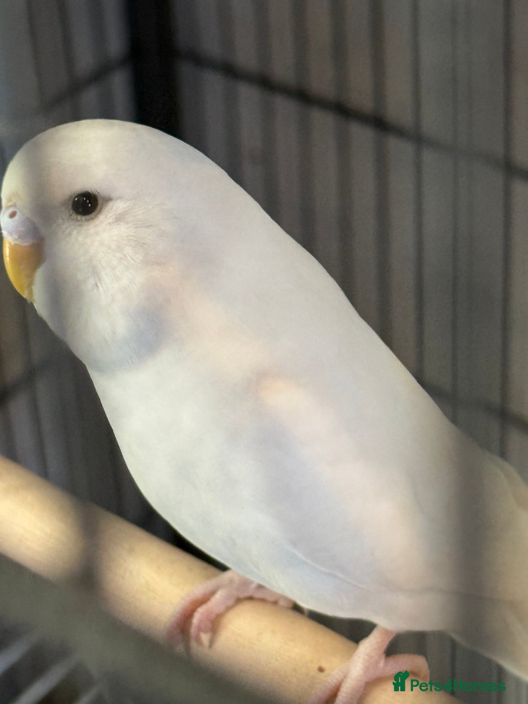 Budgerigars birds for sale: Hand Tamed Baby Budgies - Advert 7