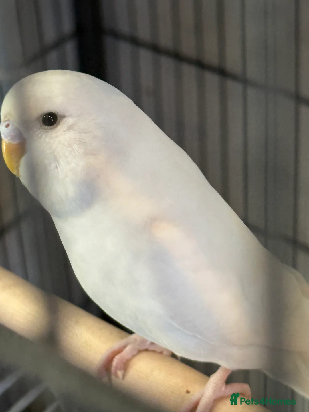 Budgerigars birds for sale: Budgies - Advert 7