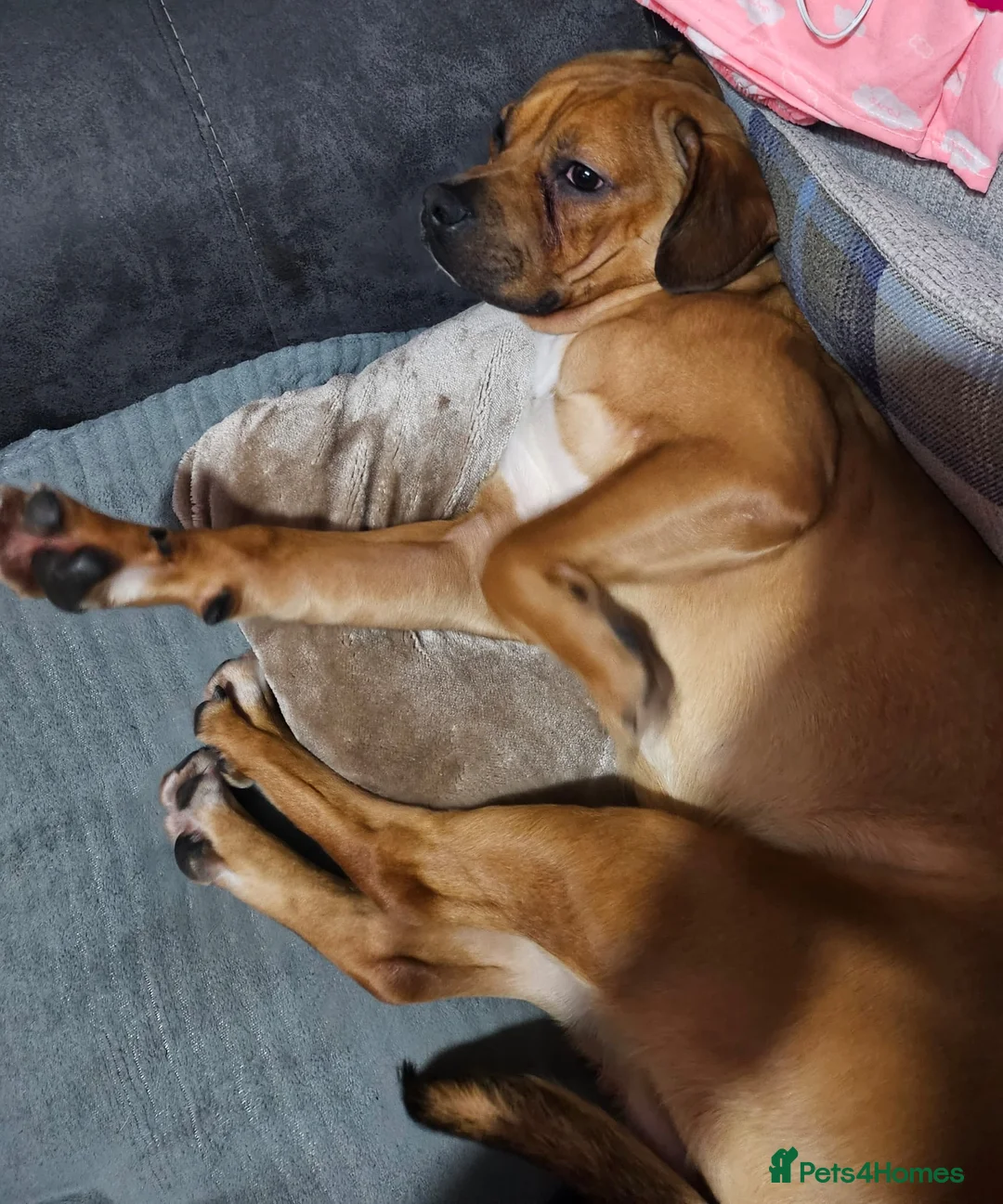 Mixed Breed dogs for sale: 2 year old bullmastif x staffy in Wednesbury - Advert 2