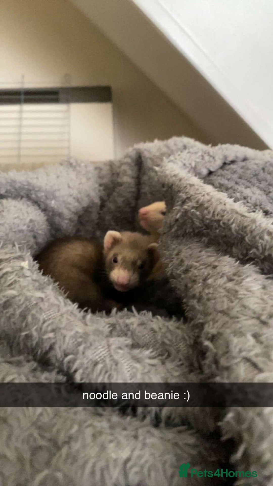 Ferret rodents for sale: Ferret - Image 3