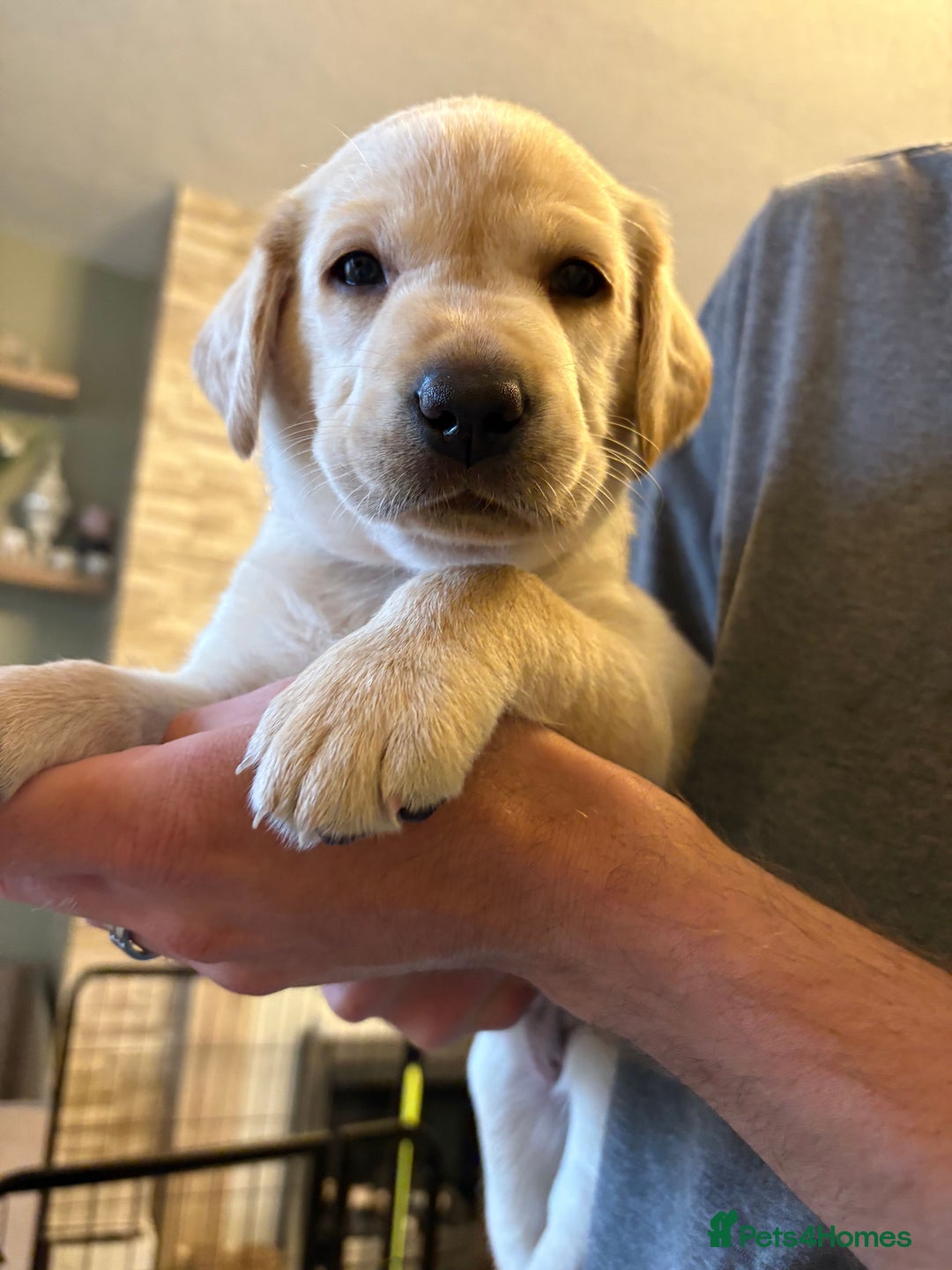 Labrador Retriever dogs for sale: KC Registered Lab pups ready for reserving - Image 11