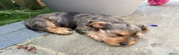 Yorkshire Terrier dogs for sale: Male Merle Yorkshire terrier  - Advert 5