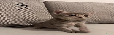 British Shorthair 3