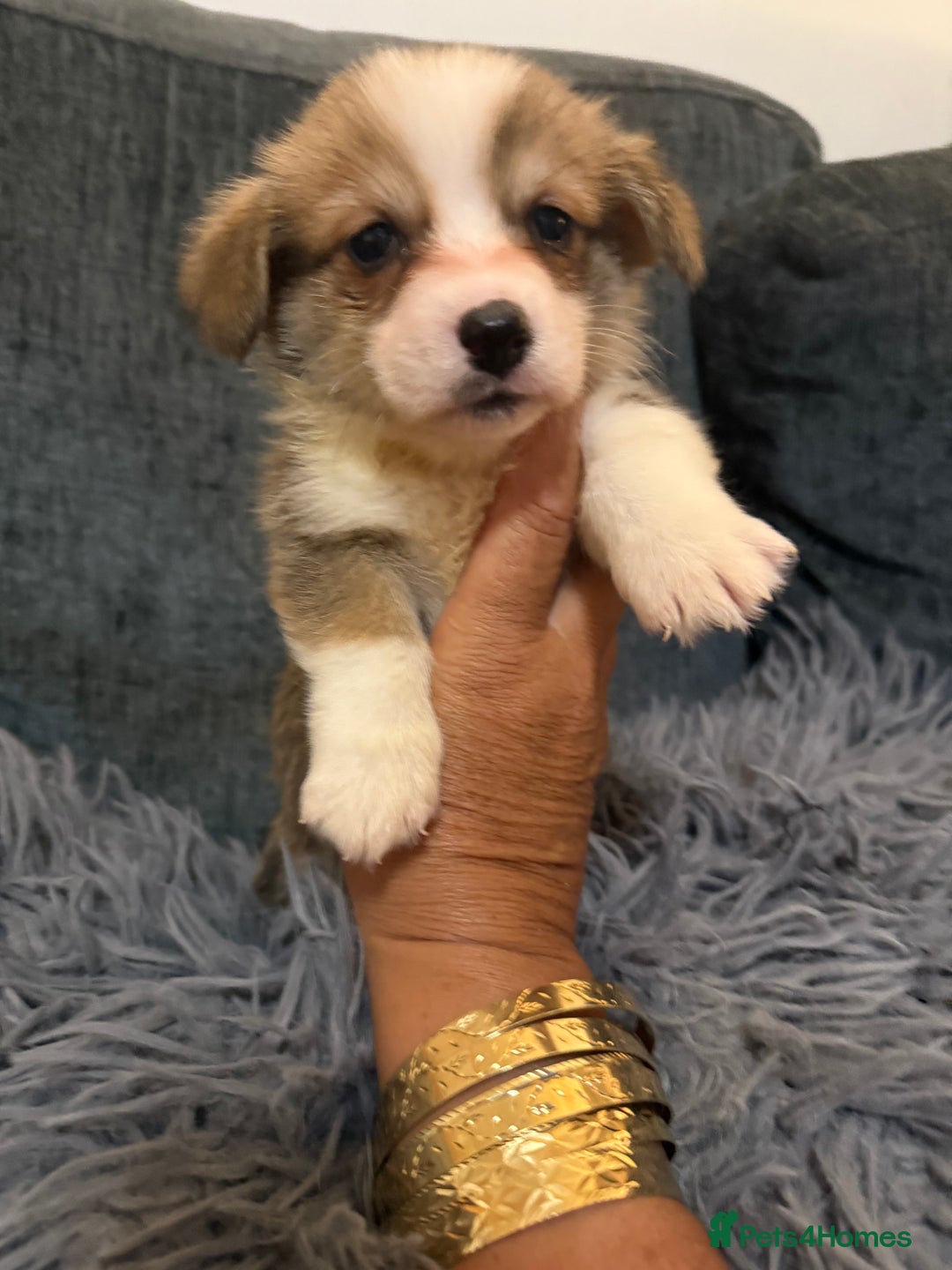 Welsh Corgi Pembroke dogs for sale: Kc reg Pembroke corgi babies available  - Advert 40