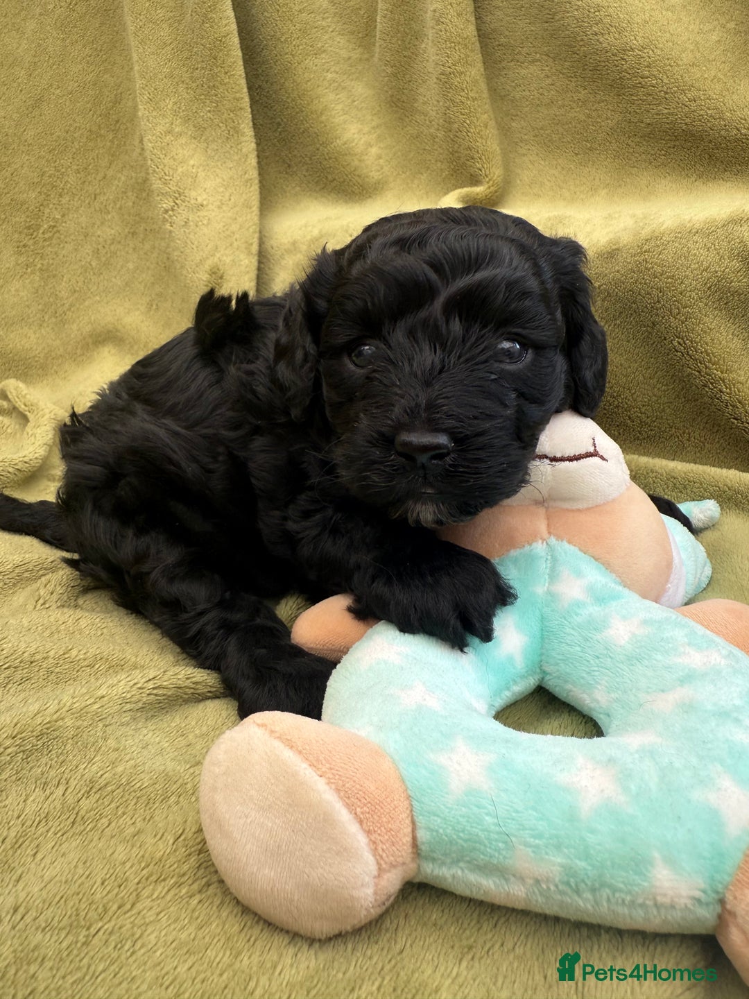 Cavapoo dogs for sale: Female Cavapoo Puppy - Image 5