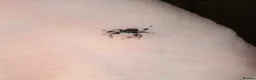 Spiders invertebrates for sale: Phidippus Regius Florida Everglades - Advert 17