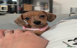 Miniature Dachshund dogs for sale: 2x miniature dachshunds - Image 1