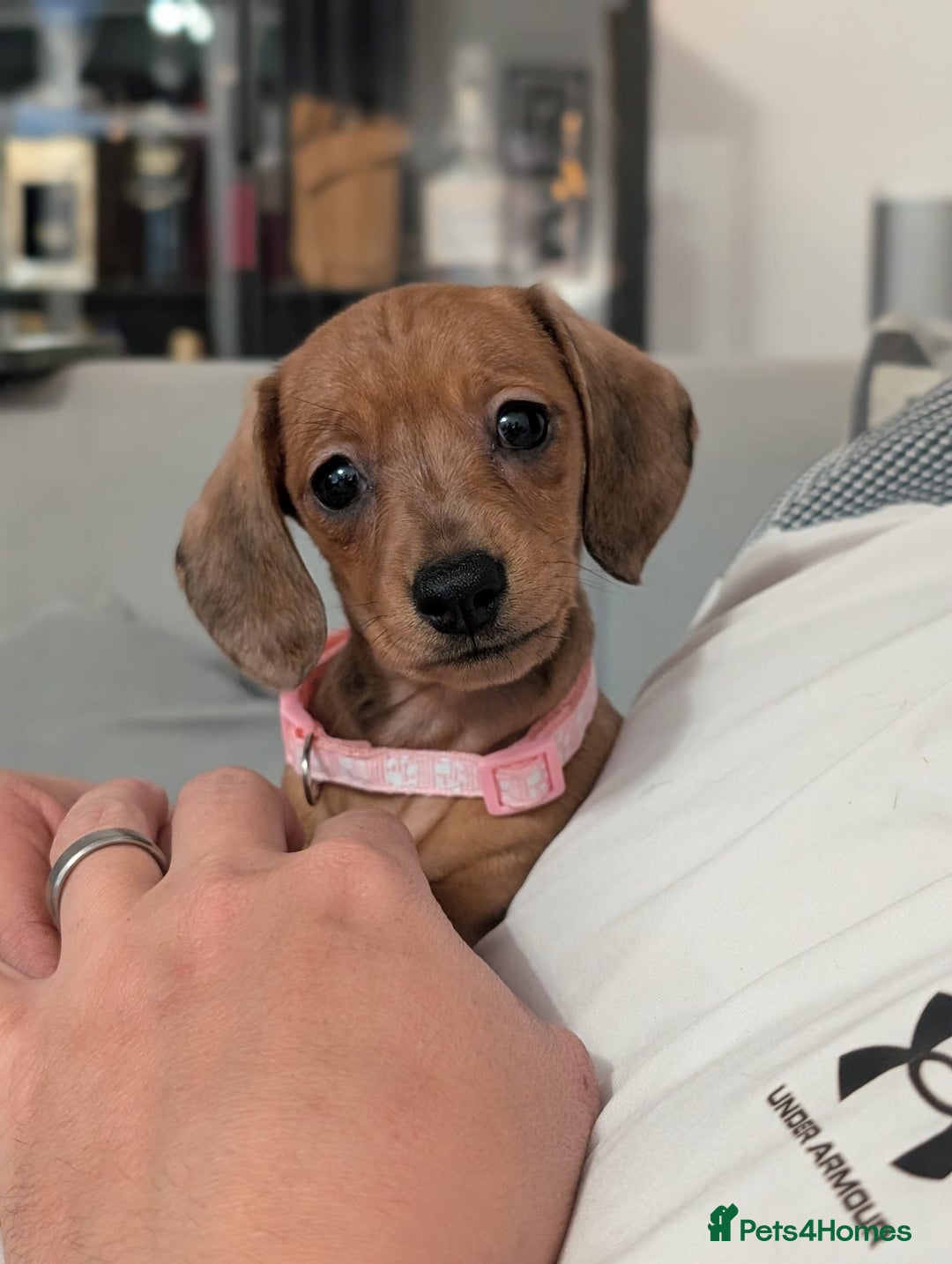 Miniature Dachshund dogs for sale: 2x miniature dachshunds - Image 1