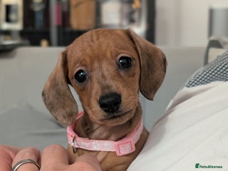 Miniature Dachshund dogs for sale - Advert 1