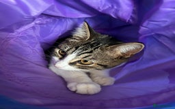 Domestic Shorthair cats for adoption: Sam & Olly, super cuddly brothers  - Image 5