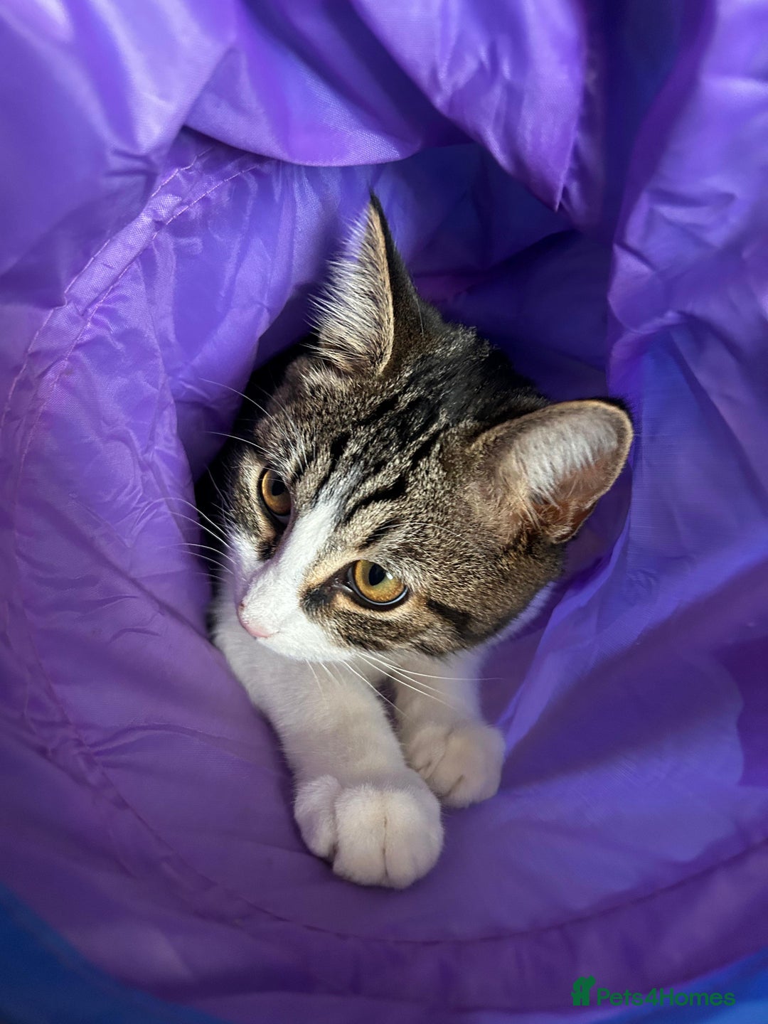 Domestic Shorthair cats for adoption: Sam & Olly, super cuddly brothers  - Image 5