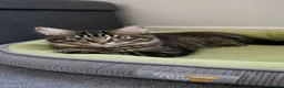 Ragdoll cats for sale: Stunning Black Tabby Cherubim Ragdoll - Advert 3
